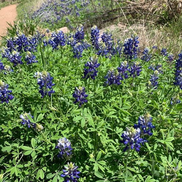 Meet your Posher, Connie - Picture 1 of 1